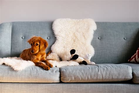 Animal friendly sofas. Things To Know About Animal friendly sofas. 